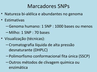 Marcadores SNPs
• Natureza bi-alélica e abundantes no genoma
• Estimativas
–Genoma humano: 1 SNP : 1000 bases ou menos
–Milho: 1 SNP : 70 bases
• Visualização (técnicas):
–Cromatografia líquida de alta pressão
desnaturante (DHPLC)
–Polimorfismo conformacional fita única (SSCP)
–Outros métodos de clivagem química ou
enzimática
 