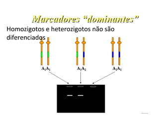 Homozigotos e heterozigotos não são
diferenciados
 