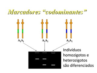 Indivíduos
homozigotos e
heterozigotos
são diferenciados
 