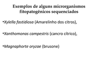 Exemplos de alguns microrganismos
fitopatogênicos sequenciados
•Xylella fastidiosa (Amarelinho dos citros),
•Xanthomonas campestris (cancro cítrico),
•Magnaphorte oryzae (brusone)
 