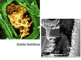 Xylella fastidiosa
 
