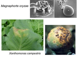Xanthomonas campestris
Magnaphorte oryzae
 