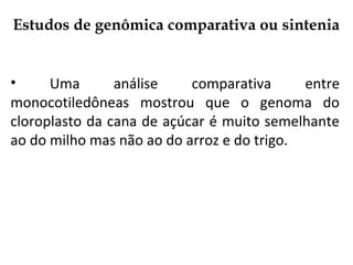 Estudos de genômica comparativa ou sintenia
• Uma análise comparativa entre
monocotiledôneas mostrou que o genoma do
cloroplasto da cana de açúcar é muito semelhante
ao do milho mas não ao do arroz e do trigo.
 