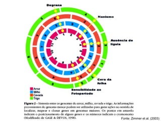 Fonte: Zimmer et al. (2003)
 