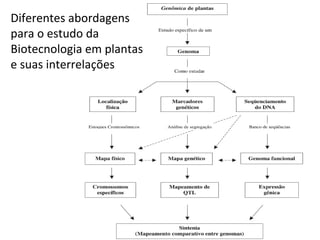 Diferentes abordagens
para o estudo da
Biotecnologia em plantas
e suas interrelações
 