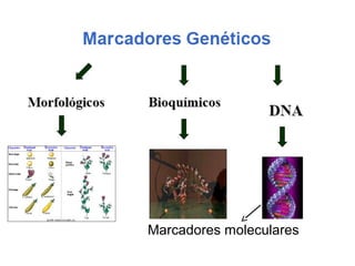 Marcadores moleculares
 