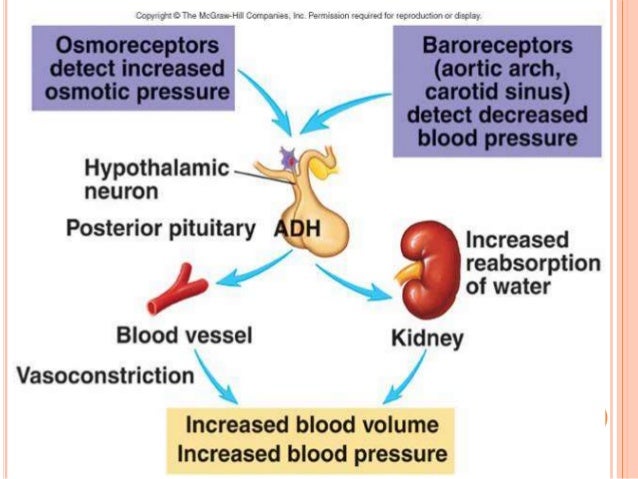 Vasopressin receptor antagonist and therapeutic potential