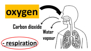 oxygen
Carbon dioxide
Water
vapour
- respiration
 
