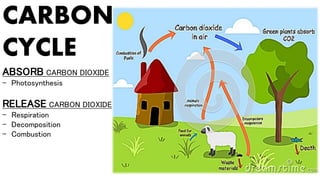 CARBON
CYCLE
ABSORB CARBON DIOXIDE
- Photosynthesis
RELEASE CARBON DIOXIDE
- Respiration
- Decomposition
- Combustion
 
