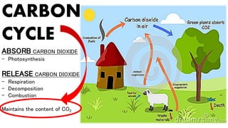 CARBON
CYCLE
ABSORB CARBON DIOXIDE
- Photosynthesis
RELEASE CARBON DIOXIDE
- Respiration
- Decomposition
- Combustion
Maintains the content of CO2
 
