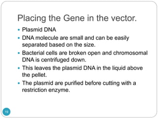 Placing the Gene in the vector.
 Plasmid DNA
 DNA molecule are small and can be easily
separated based on the size.
 Bacterial cells are broken open and chromosomal
DNA is centrifuged down.
 This leaves the plasmid DNA in the liquid above
the pellet.
 The plasmid are purified before cutting with a
restriction enzyme.
19
 