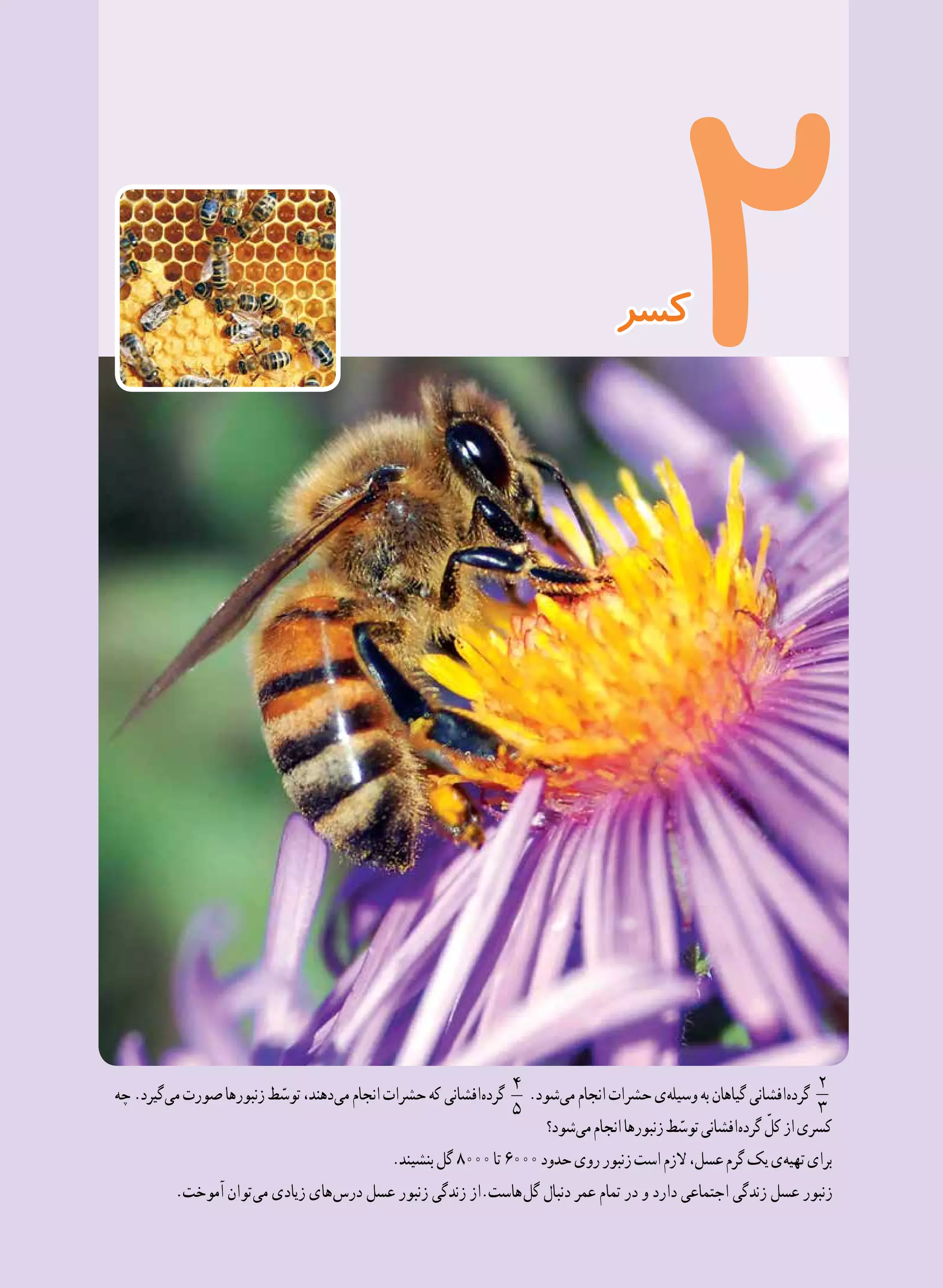 2121
‫چه‬.‫ گیرد‬‫ی‬‫م‬‫صورت‬‫زنبورها‬‫ط‬ ّ‫توس‬،‫ دهند‬‫ی‬‫م‬‫انجام‬‫حشرات‬‫که‬‫ افشانی‬‫ه‬‫گرد‬
4
5
.‫ شود‬‫ی‬‫م‬‫انجام‬‫حشرات‬‫ ی‬‫ه‬‫وسیل‬‫به‬‫گیاهان‬‫ افشانی‬‫ه‬‫گرد‬
2
3
‫ شود؟‬‫ی‬‫م‬‫انجام‬‫زنبورها‬‫ط‬ ّ‫توس‬‫ افشانی‬‫ه‬‫گرد‬ ّ‫کل‬‫از‬‫کسری‬
.‫بنشیند‬‫گل‬8000‫تا‬6000‫حدود‬‫روی‬‫زنبور‬‫است‬‫الزم‬،‫عسل‬‫گرم‬‫یک‬‫ ی‬‫ه‬‫تهی‬‫برای‬
.‫آموخت‬ ‫ توان‬‫ی‬‫م‬ ‫زیادی‬ ‫ های‬‫س‬‫در‬ ‫عسل‬ ‫زنبور‬ ‫زندگی‬ ‫ هاست.از‬‫ل‬‫گ‬ ‫دنبال‬ ‫عمر‬ ‫تمام‬ ‫در‬ ‫و‬ ‫دارد‬ ‫اجتماعی‬ ‫زندگی‬ ‫عسل‬ ‫زنبور‬
‫کسر‬
 