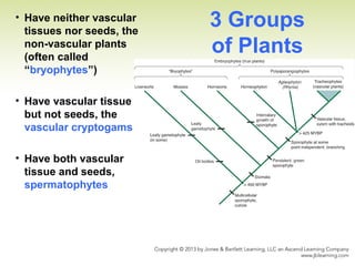 3 Groups
of Plants
• Have neither vascular
tissues nor seeds, the
non-vascular plants
(often called
“bryophytes”)
• Have vascular tissue
but not seeds, the
vascular cryptogams
• Have both vascular
tissue and seeds,
spermatophytes
 