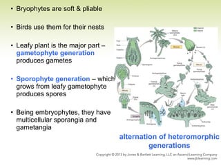 • Bryophytes are soft & pliable
• Birds use them for their nests
• Leafy plant is the major part –
gametophyte generation
produces gametes
• Sporophyte generation – which
grows from leafy gametophyte
produces spores
• Being embryophytes, they have
multicellular sporangia and
gametangia
alternation of heteromorphic
generations
 