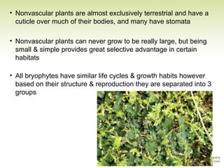 • Nonvascular plants are almost exclusively terrestrial and have a
cuticle over much of their bodies, and many have stomata
• Nonvascular plants can never grow to be really large, but being
small & simple provides great selective advantage in certain
habitats
• All bryophytes have similar life cycles & growth habits however
based on their structure & reproduction they are separated into 3
groups
 