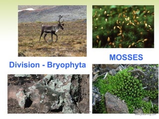 MOSSES
Division - Bryophyta
 