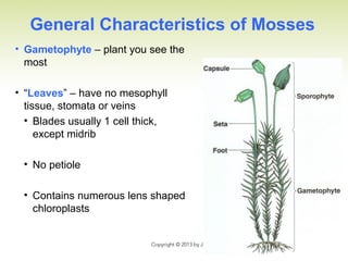 General Characteristics of Mosses
• Gametophyte – plant you see the
most
• “Leaves” – have no mesophyll
tissue, stomata or veins
• Blades usually 1 cell thick,
except midrib
• No petiole
• Contains numerous lens shaped
chloroplasts
 