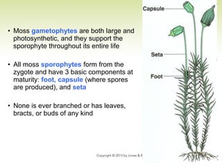 • Moss gametophytes are both large and
photosynthetic, and they support the
sporophyte throughout its entire life
• All moss sporophytes form from the
zygote and have 3 basic components at
maturity: foot, capsule (where spores
are produced), and seta
• None is ever branched or has leaves,
bracts, or buds of any kind
 