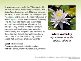 Always a welcome sight, the White Water-lily
attracts us (and a wide variety of insects) with
its perfumed scent, as well.This very common
herbaceous plant can be found throughout the
Pinelands, and is one of the most noticeable of
all the aquatic plants, even when not flowering.
The flat “lily pads” floating on the surface
appear fresh and delicate when they first
emerge. They provide food for a variety of
creatures and finally disappear as winter
comes along. But the plants are perennial, so
those that live through the winter send new
shoots to the surface each spring, and the
seeds that germinate create new plants.
Duration: Perennial
Flower: early June to late September.
Habitat: ponds, cranberry reservoirs, streams.
White Water-lily
Nymphaea odorata
subsp. odorata
 