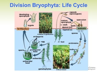Division Bryophyta: Life Cycle
 