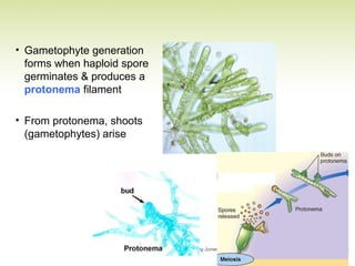 • Gametophyte generation
forms when haploid spore
germinates & produces a
protonema filament
• From protonema, shoots
(gametophytes) arise
 
