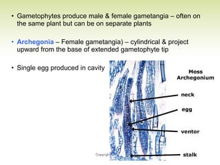 • Gametophytes produce male & female gametangia – often on
the same plant but can be on separate plants
• Archegonia – Female gametangia) – cylindrical & project
upward from the base of extended gametophyte tip
• Single egg produced in cavity
 