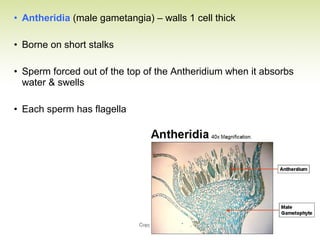 • Antheridia (male gametangia) – walls 1 cell thick
• Borne on short stalks
• Sperm forced out of the top of the Antheridium when it absorbs
water & swells
• Each sperm has flagella
 