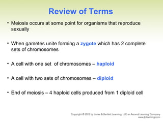 Review of Terms
• Meiosis occurs at some point for organisms that reproduce
sexually
• When gametes unite forming a zygote which has 2 complete
sets of chromosomes
• A cell with one set of chromosomes – haploid
• A cell with two sets of chromosomes – diploid
• End of meiosis – 4 haploid cells produced from 1 diploid cell
 