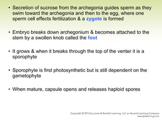• Secretion of sucrose from the archegonia guides sperm as they
swim toward the archegonia and then to the egg, where one
sperm cell effects fertilization & a zygote is formed
• Embryo breaks down archegonium & becomes attached to the
stem by a swollen knob called the foot
• It grows & when it breaks through the top of the venter it is a
sporophyte
• Sporophyte is first photosynthetic but is still dependent on the
gametophyte
• When mature, capsule opens and releases haploid spores
 