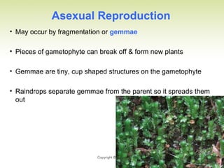Asexual Reproduction
• May occur by fragmentation or gemmae
• Pieces of gametophyte can break off & form new plants
• Gemmae are tiny, cup shaped structures on the gametophyte
• Raindrops separate gemmae from the parent so it spreads them
out
 
