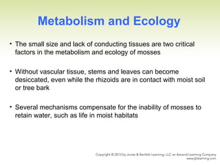 Metabolism and Ecology
• The small size and lack of conducting tissues are two critical
factors in the metabolism and ecology of mosses
• Without vascular tissue, stems and leaves can become
desiccated, even while the rhizoids are in contact with moist soil
or tree bark
• Several mechanisms compensate for the inability of mosses to
retain water, such as life in moist habitats
 