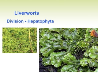 Liverworts
Division - Hepatophyta
 
