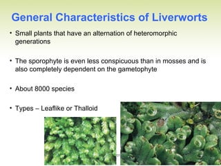 General Characteristics of Liverworts
• Small plants that have an alternation of heteromorphic
generations
• The sporophyte is even less conspicuous than in mosses and is
also completely dependent on the gametophyte
• About 8000 species
• Types – Leaflike or Thalloid
 