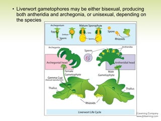 • Liverwort gametophores may be either bisexual, producing
both antheridia and archegonia, or unisexual, depending on
the species
 