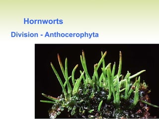 Hornworts
Division - Anthocerophyta
 
