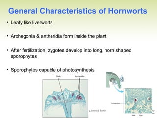 General Characteristics of Hornworts
• Leafy like liverworts
• Archegonia & antheridia form inside the plant
• After fertilization, zygotes develop into long, horn shaped
sporophytes
• Sporophytes capable of photosynthesis
 