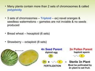 • Many plants contain more than 2 sets of chromosomes & called
polyploidy
• 3 sets of chromosomes – Triploid – ex) navel oranges &
seedless watermelons – gametes are not inviable & no seeds
produced
• Bread wheat – hexaploid (6 sets)
• Strawberry – octaploid (8 sets)
 