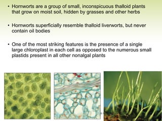 • Hornworts are a group of small, inconspicuous thalloid plants
that grow on moist soil, hidden by grasses and other herbs
• Hornworts superficially resemble thalloid liverworts, but never
contain oil bodies
• One of the most striking features is the presence of a single
large chloroplast in each cell as opposed to the numerous small
plastids present in all other nonalgal plants
 