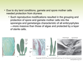 • Due to dry land conditions, gamete and spore mother cells
needed protection from dryness
• Such reproductive modifications resulted in the grouping and
protection of spore and gamete mother cells into the
sporangia and gametangia characteristic of all embryophytes
—more massive than those of algae and protected by a layer
of sterile cells.
 
