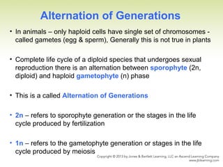 Alternation of Generations
• In animals – only haploid cells have single set of chromosomes -
called gametes (egg & sperm), Generally this is not true in plants
• Complete life cycle of a diploid species that undergoes sexual
reproduction there is an alternation between sporophyte (2n,
diploid) and haploid gametophyte (n) phase
• This is a called Alternation of Generations
• 2n – refers to sporophyte generation or the stages in the life
cycle produced by fertilization
• 1n – refers to the gametophyte generation or stages in the life
cycle produced by meiosis
 