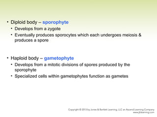 • Diploid body – sporophyte
• Develops from a zygote
• Eventually produces sporocytes which each undergoes meiosis &
produces a spore
• Haploid body – gametophyte
• Develops from a mitotic divisions of spores produced by the
sporophyte
• Specialized cells within gametophytes function as gametes
 