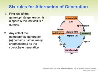 Six rules for Alternation of Generation
1. First cell of the
gametophyte generation is
a spore & the last cell is a
gamete
2. Any cell of the
gametophyte generation
(n) contains half as many
chromosomes as the
sporophyte generation
 