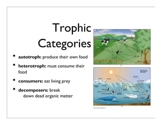 U3.3 Ecosystem energy | PDF