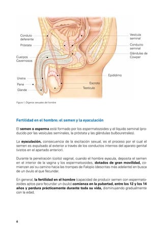 Conduto
deferente

Vesícula
seminal

Próstata

Conducto
seminal
Glándulas de
Cowper

Cuerpos
Cavernosos

Epidídimo

Uretra
Pene
Glande

Escroto
Testículo

Figura 1. Órganos sexuales del hombre

Fertilidad en el hombre: el semen y la eyaculación
El semen o esperma está formado por los espermatozoides y el líquido seminal (producido por las vesículas seminales, la próstata y las glándulas bulbouretrales).
La eyaculación, consecuencia de la excitación sexual, es el proceso por el cual el
semen es expulsado al exterior a través de los conductos internos del aparato genital
(vistos en el apartado anterior).
Durante la penetración (coito) vaginal, cuando el hombre eyacula, deposita el semen
en el interior de la vagina y los espermatozoides, dotados de gran movilidad, comienzan así su camino hacia las trompas de Falopio (descritas más adelante) en busca
de un óvulo al que fecundar.
En general, la fertilidad en el hombre (capacidad de producir semen con espermatozoides aptos para fecundar un óvulo) comienza en la pubertad, entre los 12 y los 14
años y perdura prácticamente durante toda su vida, disminuyendo gradualmente
con la edad.

6

 