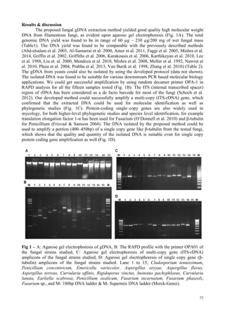 77
Results & discussion
The proposed fungal gDNA extraction method yielded good quality high molecular weight
DNA from filamentous fungi, as evident upon agarose gel electrophoresis (Fig. 1A). The total
genomic DNA yield was found to be in range of 60 µg – 230 µg/200 mg of wet fungal mass
(Table1). The DNA yield was found to be comparable with the previously described methods
(Abd-elsalam et al. 2003, Al-Samarrai et al. 2000, Amer et al. 2011, Faggi et al. 2005, Mishra et al.
2014, Griffin et al. 2002, Griffiths et al. 2006, Karakousis et al. 2006, Karthikeyan et al. 2010, Lee
et al. 1988, Liu et. al. 2000, Mendoza et al. 2010, Mishra et al. 2008, Moller et al. 1992, Nawrot et
al. 2010, Płaza et al. 2004, Prabha et al. 2013, Van Burik et al. 1998, Zhang et al. 2010) (Table 2).
The gDNA from yeasts could also be isolated by using the developed protocol (data not shown).
The isolated DNA was found to be suitable for various downstream PCR based molecular biology
applications. We could get successful amplification by using random decamer primer OPA-1 in
RAPD analysis for all the fifteen samples tested (Fig. 1B). The ITS (internal transcribed spacer)
region of rDNA has been considered as a de facto barcode for most of the fungi (Schoch et al.
2012). Our developed method could successfully amplify a multi-copy (ITS-rDNA) gene, which
confirmed that the extracted DNA could be used for molecular identification as well as
phylogenetic studies (Fig. 1C). Protein-coding single–copy genes are also widely used in
mycology, for both higher-level phylogenetic studies and species level identification, for example
translation elongation factor 1-α has been used for Fusarium (O’Donnell et al. 2010) and β-tubulin
for Penicillium (Frisvad & Samson 2004). The DNA isolated by the proposed method could be
used to amplify a portion (400–450bp) of a single copy gene like β-tubulin from the tested fungi,
which shows that the quality and quantity of the isolated DNA is suitable even for single copy
protein coding gene amplification as well (Fig. 1D).
Fig 1 – A: Agarose gel electrophoresis of gDNA, B: The RAPD profile with the primer OPA01 of
the fungal strains studied, C: Agarose gel electrophoresis of multi-copy gene (ITS-rDNA)
amplicons of the fungal strains studied, D: Agarose gel electrophoresis of single copy gene (β-
tubulin) amplicons of the fungal strains studied. Lane 1 to 15; Cladosporium tenuissimum,
Penicillium concentricum, Emericella variecolor, Aspergillus oryzae, Aspergillus flavus,
Aspergillus terreus, Curvularia affinis, Rigidoporus vinctus, Inonotus pachyphloeus, Curvularia
lunata, Earliella scabrosa, Penicillium oxalicum, Fusarium incarnatum, Fusarium phaseoli,
Fusarium sp., and M- 100bp DNA ladder & M- Supermix DNA ladder (Merck-Genei).
 