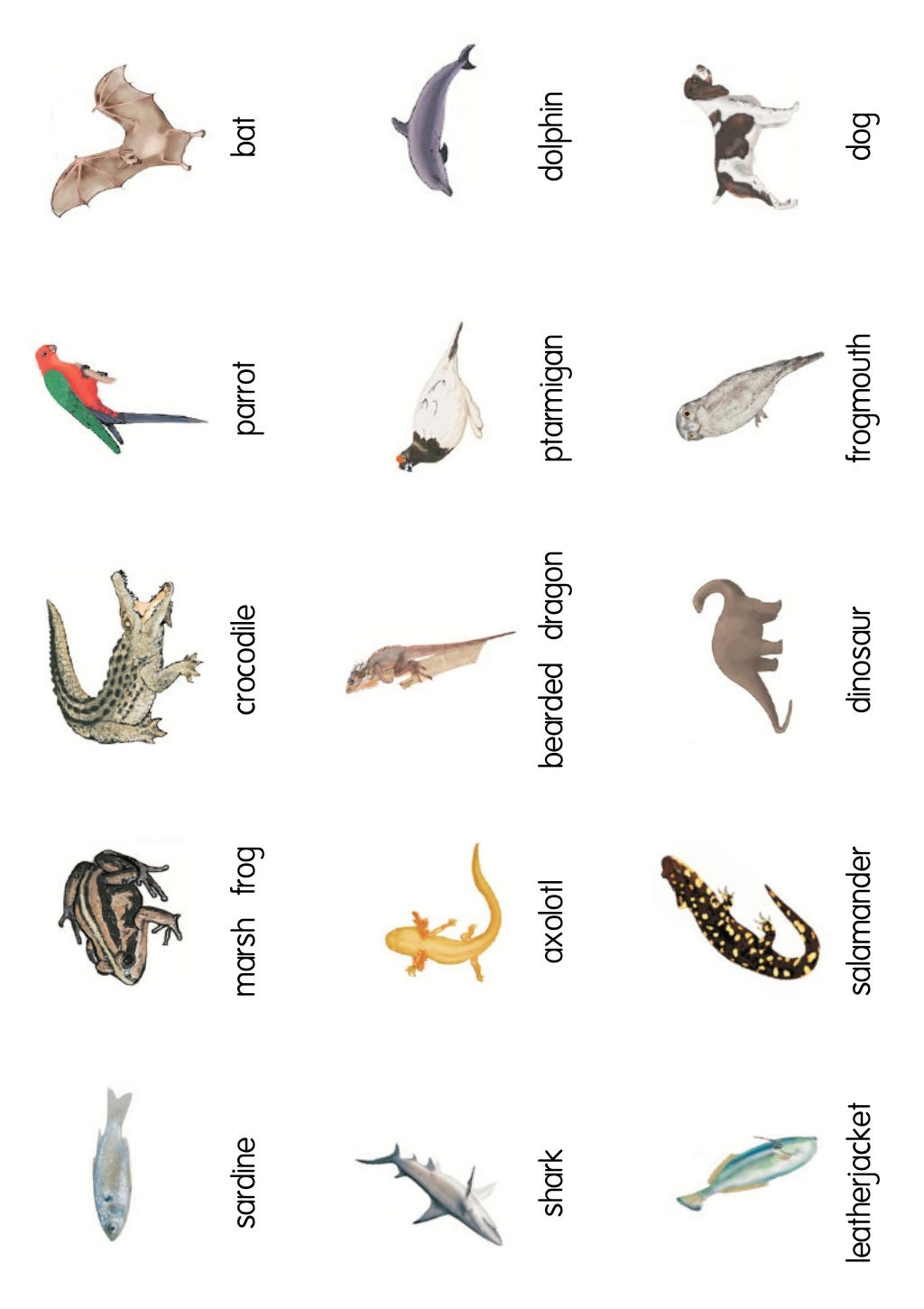 classification keys animal cards