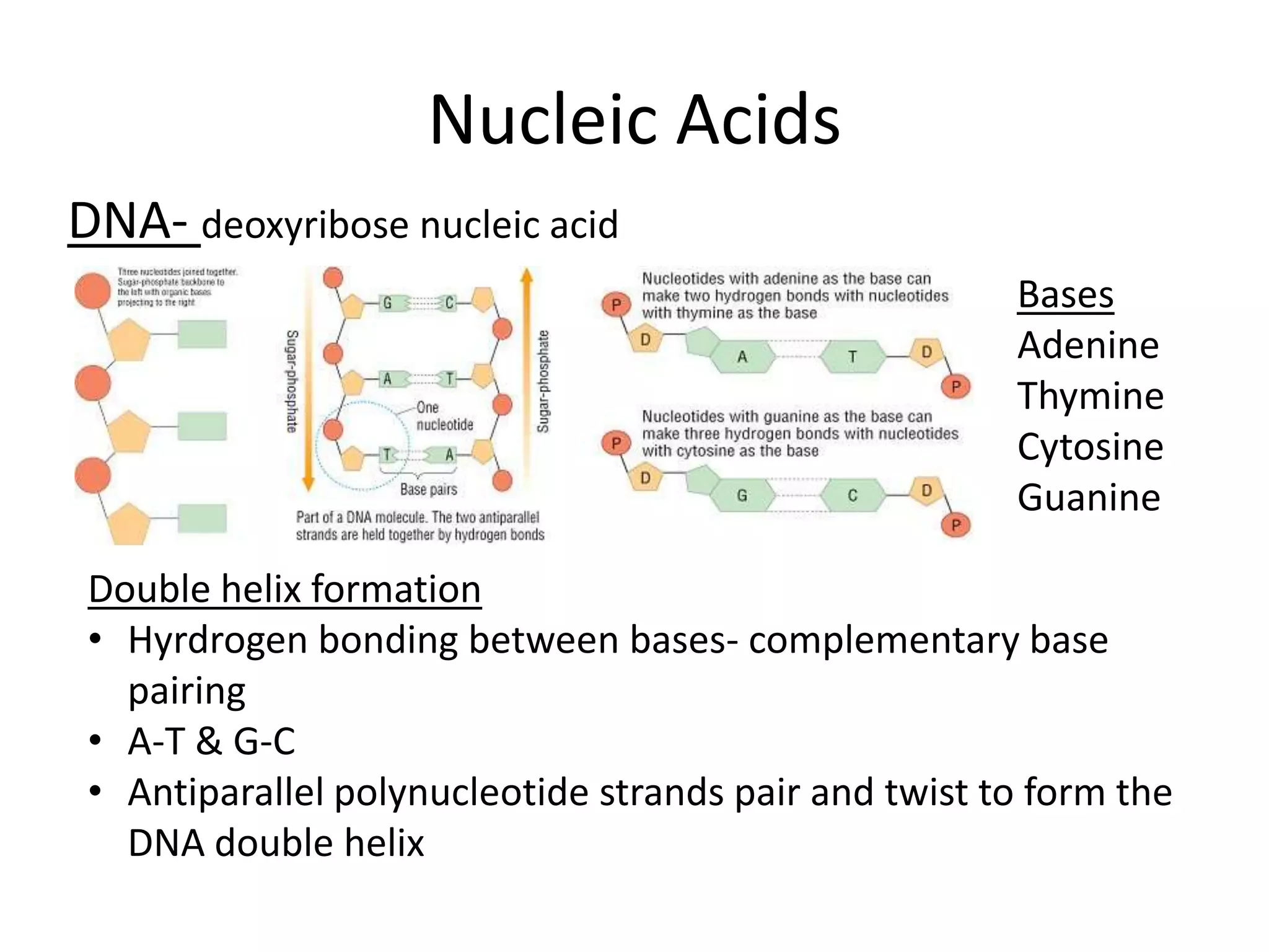 Nucleic Acids
DNA- deoxyribose nucleic acid
Bases
Adenine
Thymine
Cytosine
Guanine
Double helix formation
• Hyrdrogen bonding between bases- complementary base
pairing
• A-T & G-C
• Antiparallel polynucleotide strands pair and twist to form the
DNA double helix
 