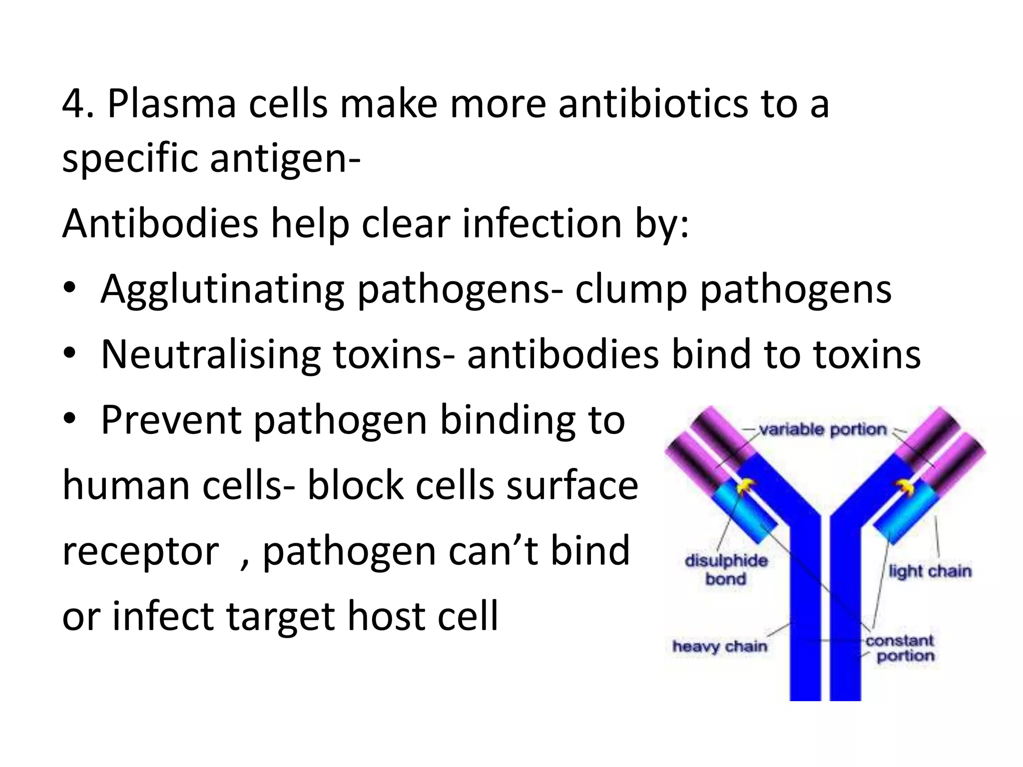 4. Plasma cells make more antibiotics to a
specific antigen-
Antibodies help clear infection by:
• Agglutinating pathogens- clump pathogens
• Neutralising toxins- antibodies bind to toxins
• Prevent pathogen binding to
human cells- block cells surface
receptor , pathogen can’t bind
or infect target host cell
 