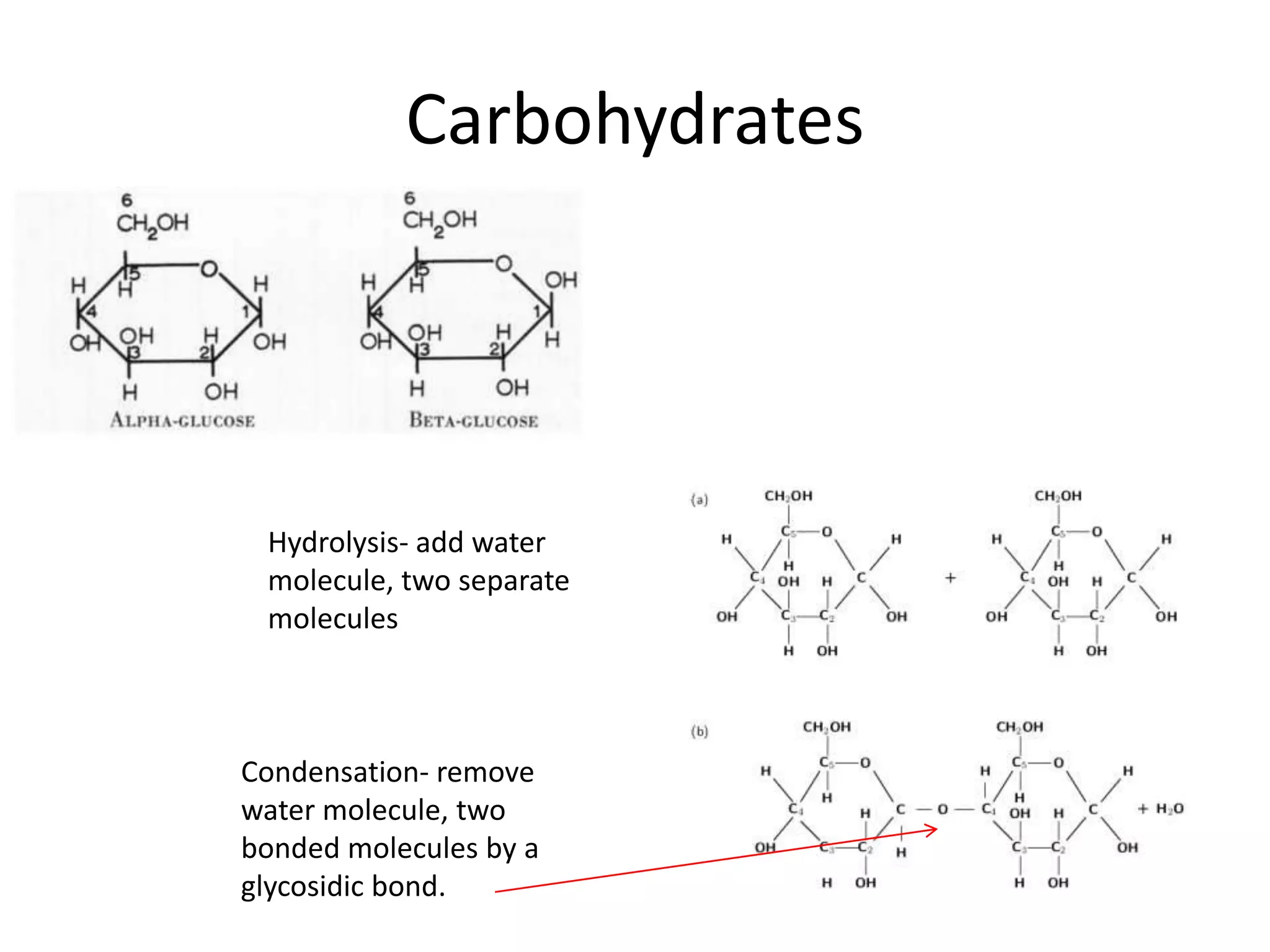 Carbohydrates
Hydrolysis- add water
molecule, two separate
molecules
Condensation- remove
water molecule, two
bonded molecules by a
glycosidic bond.
 