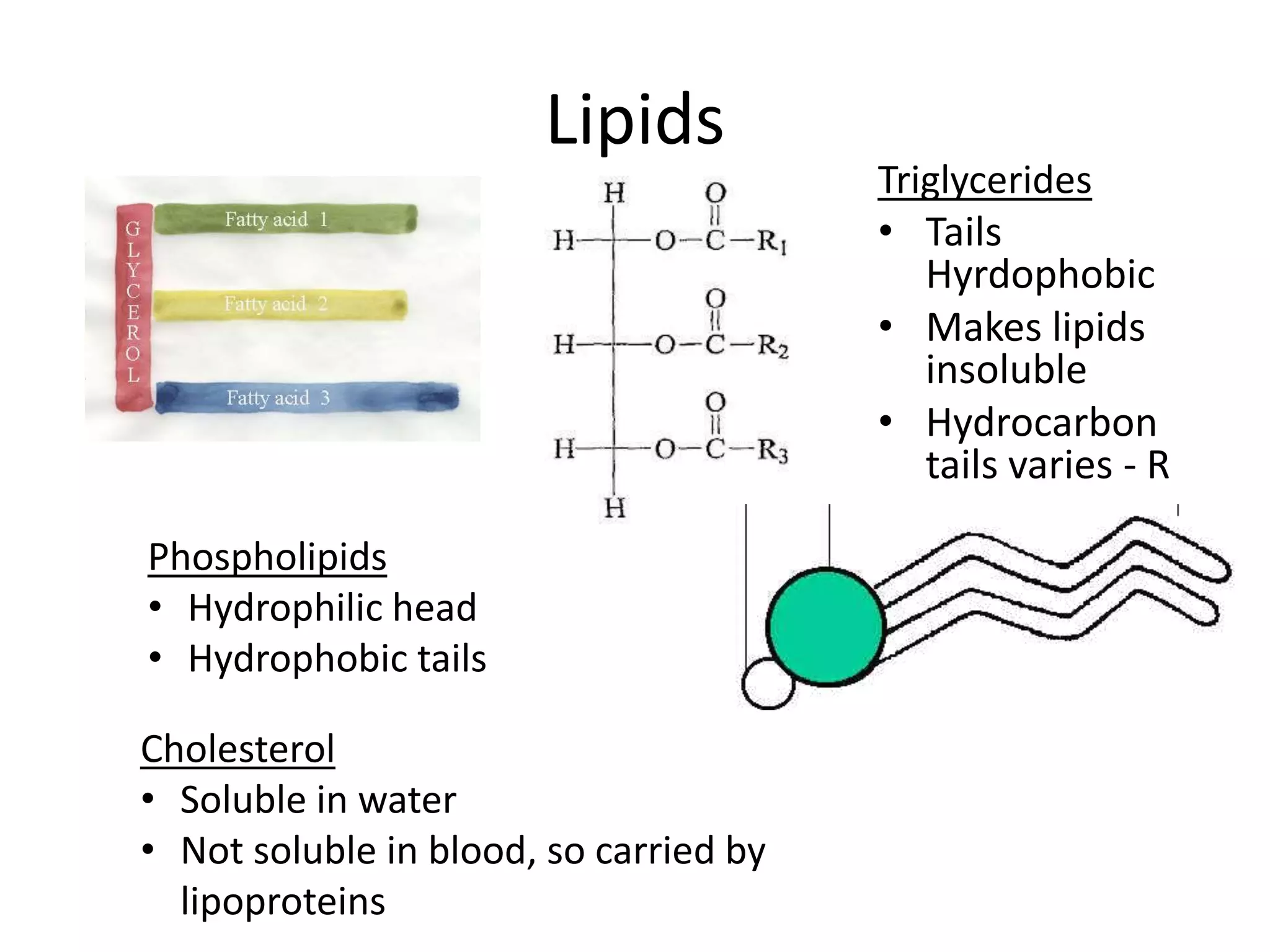 Lipids
Triglycerides
• Tails
Hyrdophobic
• Makes lipids
insoluble
• Hydrocarbon
tails varies - R
Phospholipids
• Hydrophilic head
• Hydrophobic tails
Cholesterol
• Soluble in water
• Not soluble in blood, so carried by
lipoproteins
 